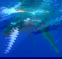 Dunsborough Whale Watching Eco Tour - Accommodation NSW