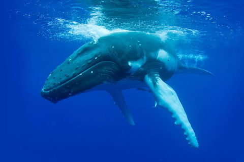 Dunsborough Whale Watching Eco Tour - Accommodation NSW 0