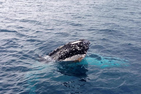 Dunsborough Whale Watching Eco Tour - Accommodation NSW 1