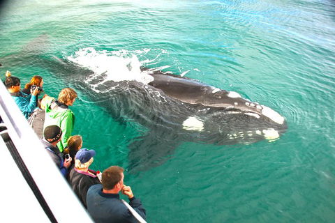 Dunsborough Whale Watching Eco Tour - Accommodation NSW 3