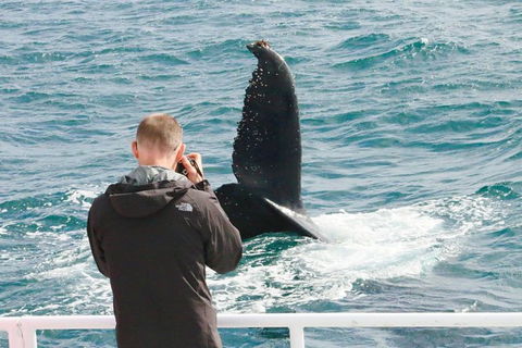Dunsborough Whale Watching Eco Tour - Accommodation NSW 9