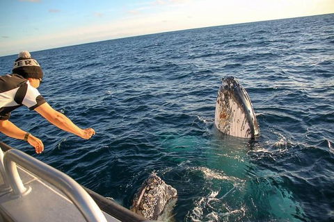 Dunsborough Whale Watching Eco Tour - Accommodation NSW 5