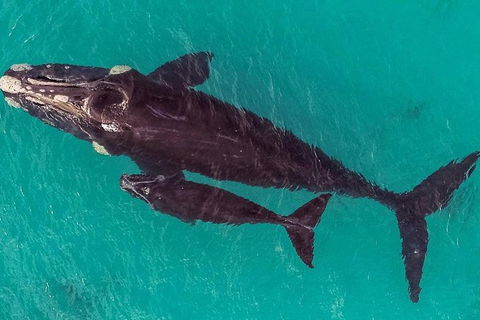 Dunsborough Whale Watching Eco Tour - Accommodation NSW 7