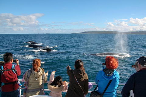 Dunsborough Whale Watching Eco Tour - Accommodation NSW 4