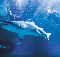 Snorkel with Sharks at AQWA - Accommodation NSW