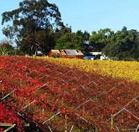 Swan Valley Wine Time Private Day Tour - Accommodation NSW