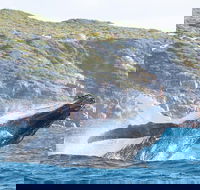 Jet Boat Whale Watching Safari from Dunsborough - Accommodation NSW