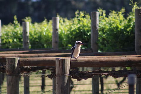 Margaret River Wine And Sights Discovery Tour From Busselton Or Dunsborough - Accommodation NSW 5