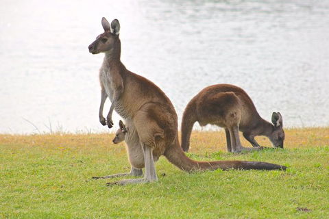 Margaret River Wine And Sights Discovery Tour From Busselton Or Dunsborough - Accommodation NSW 6