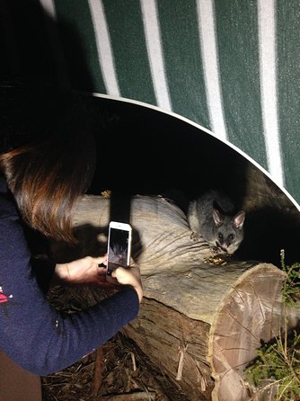 Nocturnal Wildlife Tour From Busselton Or Dunsborough - Accommodation NSW 1