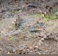 Nocturnal Wildlife Tour from Busselton or Dunsborough - Accommodation NSW