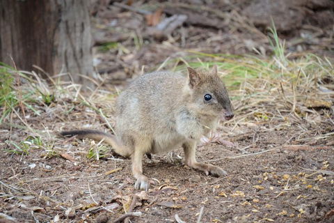 Nocturnal Wildlife Tour From Busselton Or Dunsborough - Accommodation NSW 0