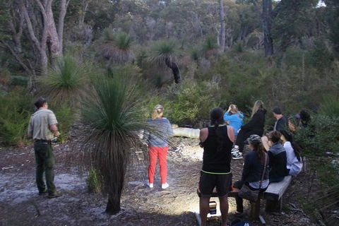 Nocturnal Wildlife Tour From Busselton Or Dunsborough - Accommodation NSW 5
