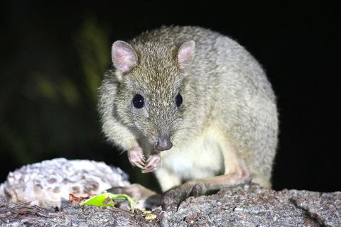 Nocturnal Wildlife Tour From Busselton Or Dunsborough - Accommodation NSW 2