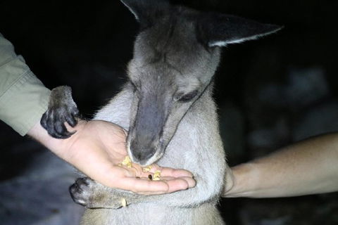 Nocturnal Wildlife Tour From Busselton Or Dunsborough - Accommodation NSW 3