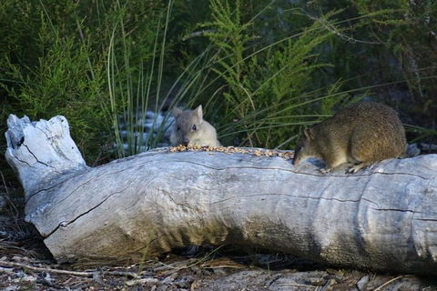 Nocturnal Wildlife Tour From Busselton Or Dunsborough - Accommodation NSW 8