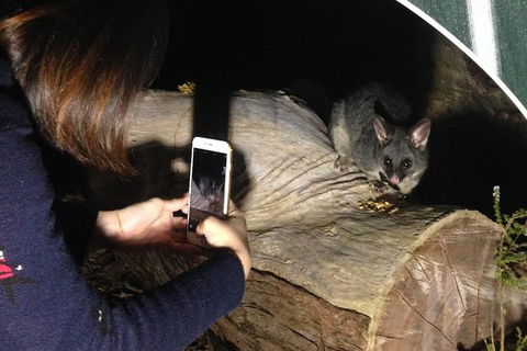 Nocturnal Wildlife Tour From Busselton Or Dunsborough - Accommodation NSW 4
