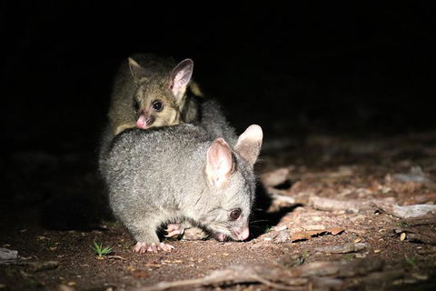 Nocturnal Wildlife Tour From Busselton Or Dunsborough - Accommodation NSW 7