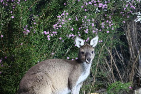 Nocturnal Wildlife Tour From Busselton Or Dunsborough - Accommodation NSW 6
