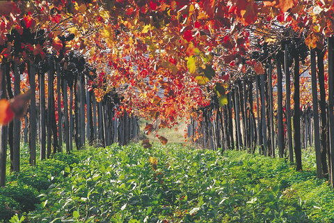 Margaret River Private Tour - Accommodation NSW 6
