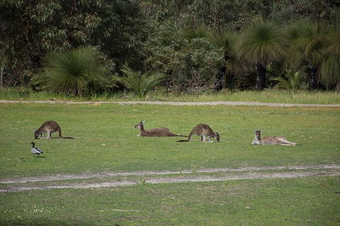 Yanchep & Lancelin - Wildlife, Cave And Sands - Accommodation NSW 8