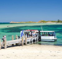 Penguin Island and Caversham Wildlife Park Day Trip From Perth - Accommodation NSW