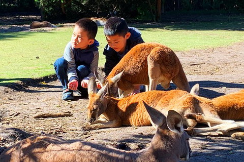 Perth Kids Explorer (Private) Day Tour - Accommodation NSW 1