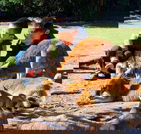 Caversham Wildlife Park Old Guildford Town  Swan Valley Tour - Accommodation NSW