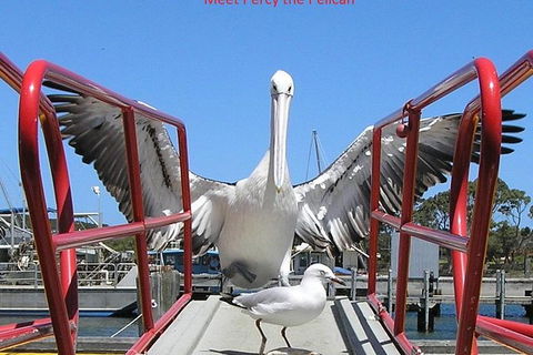 Kalgan Queen Scenic Cruises A Four Hour Sheltered Water Wildlife Tour Daily Fun. - Accommodation NSW 4