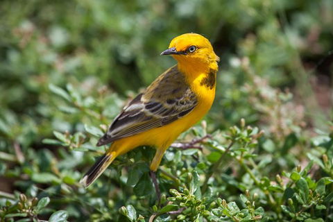 Lake Argyle Birdwatching Charter - Accommodation NSW 1