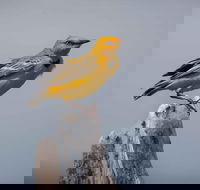 Lake Argyle Birdwatching Charter - Accommodation NSW