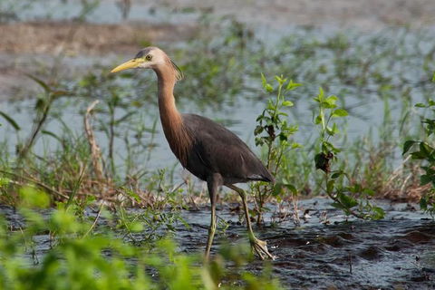 Lake Argyle Birdwatching Charter - Accommodation NSW 9