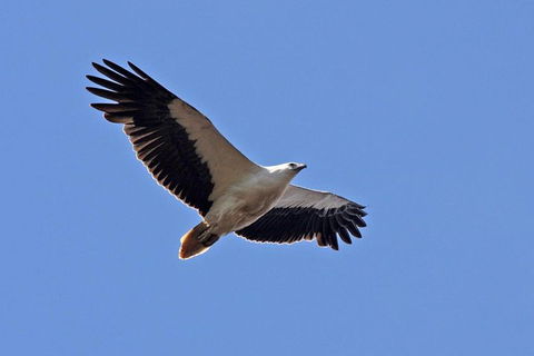 Lake Argyle Birdwatching Charter - Accommodation NSW 4