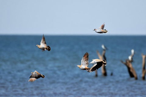 Lake Argyle Birdwatching Charter - Accommodation NSW 8