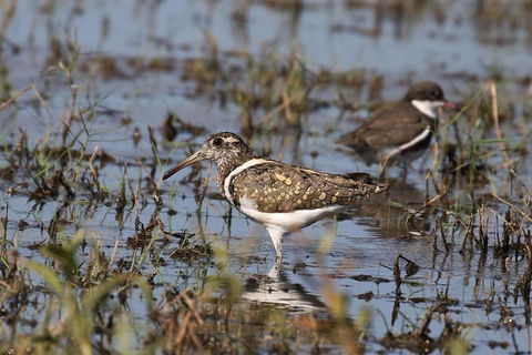 Lake Argyle Birdwatching Charter - Accommodation NSW 7