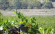 Yarra Valley Wine And Winery Tour From Melbourne - thumb 8