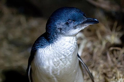 Bonnet Island Experience Departing From Strahan - Accommodation NSW 0