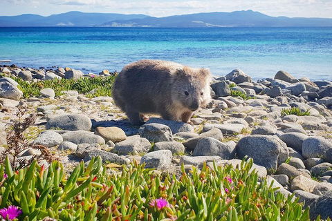 3-Day: Hobart Nature Walking Tour: Maria Island, Cape Raoul & Mount Field - Accommodation NSW 7