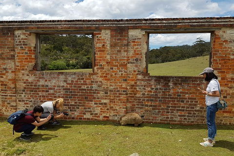3-Day: Hobart Nature Walking Tour: Maria Island, Cape Raoul & Mount Field - Accommodation NSW 8