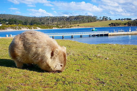 3-Day: Hobart Nature Walking Tour: Maria Island, Cape Raoul & Mount Field - Accommodation NSW 14