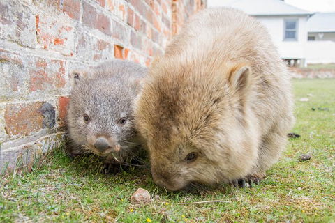3-Day: Hobart Nature Walking Tour: Maria Island, Cape Raoul & Mount Field - Accommodation NSW 4