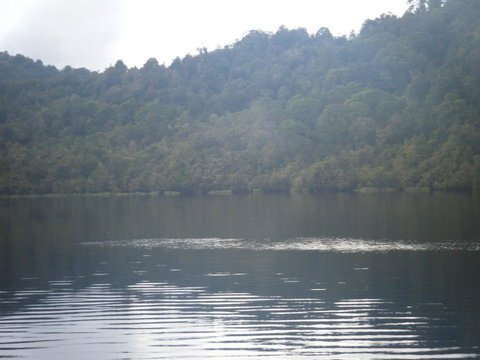 Gordon River Cruise Departing From Strahan - Accommodation NSW 23