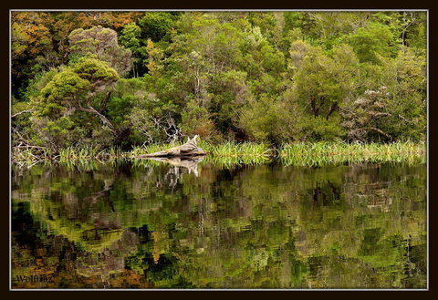 Gordon River Cruise Departing From Strahan - Accommodation NSW 12