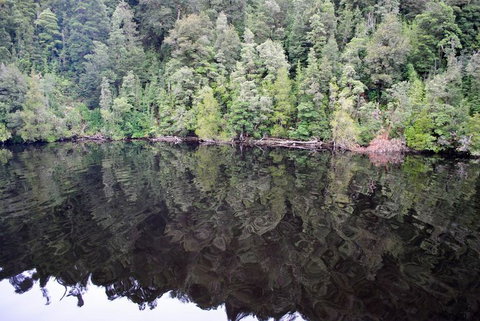 Gordon River Cruise Departing From Strahan - Accommodation NSW 24