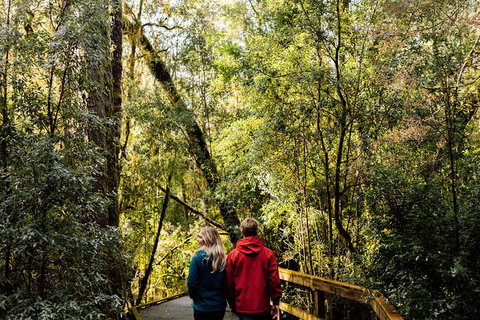 Gordon River Cruise Departing From Strahan - Accommodation NSW 31