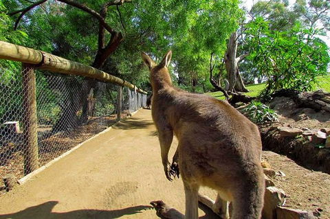 Wilderness And Wildlife - Accommodation NSW 0