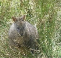 Leven Canyon Day Trip Including Wings Wildlife Park or Gunns Plains Caves from Devonport Ulverstone or Burnie - Accommodation NSW