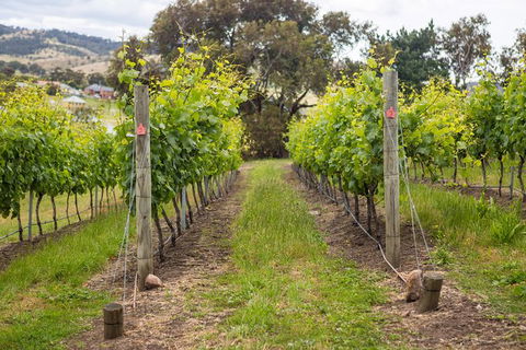 A Sommelier Guided Tour: Thursday Afternoon Wine Gin Cheese & Cocktails - Accommodation NSW 3