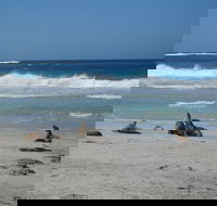 Kangaroo Island in a Day Tour from Adelaide - Accommodation NSW