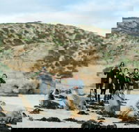 Small-Group Kangaroo Island 4WD Tour from Adelaide - Accommodation NSW